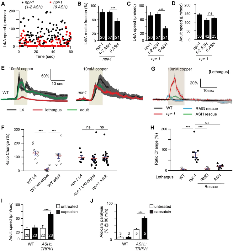 ASH activity is associated with locomotion arousal.