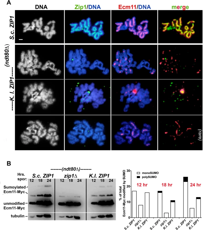 Ecm11-MYC predominantly assembles as foci on meiotic chromosomes and is partially SUMOylated in <i>S</i>. <i>cerevisiae</i> cells expressing <i>K</i>. <i>lactis ZIP1</i>.