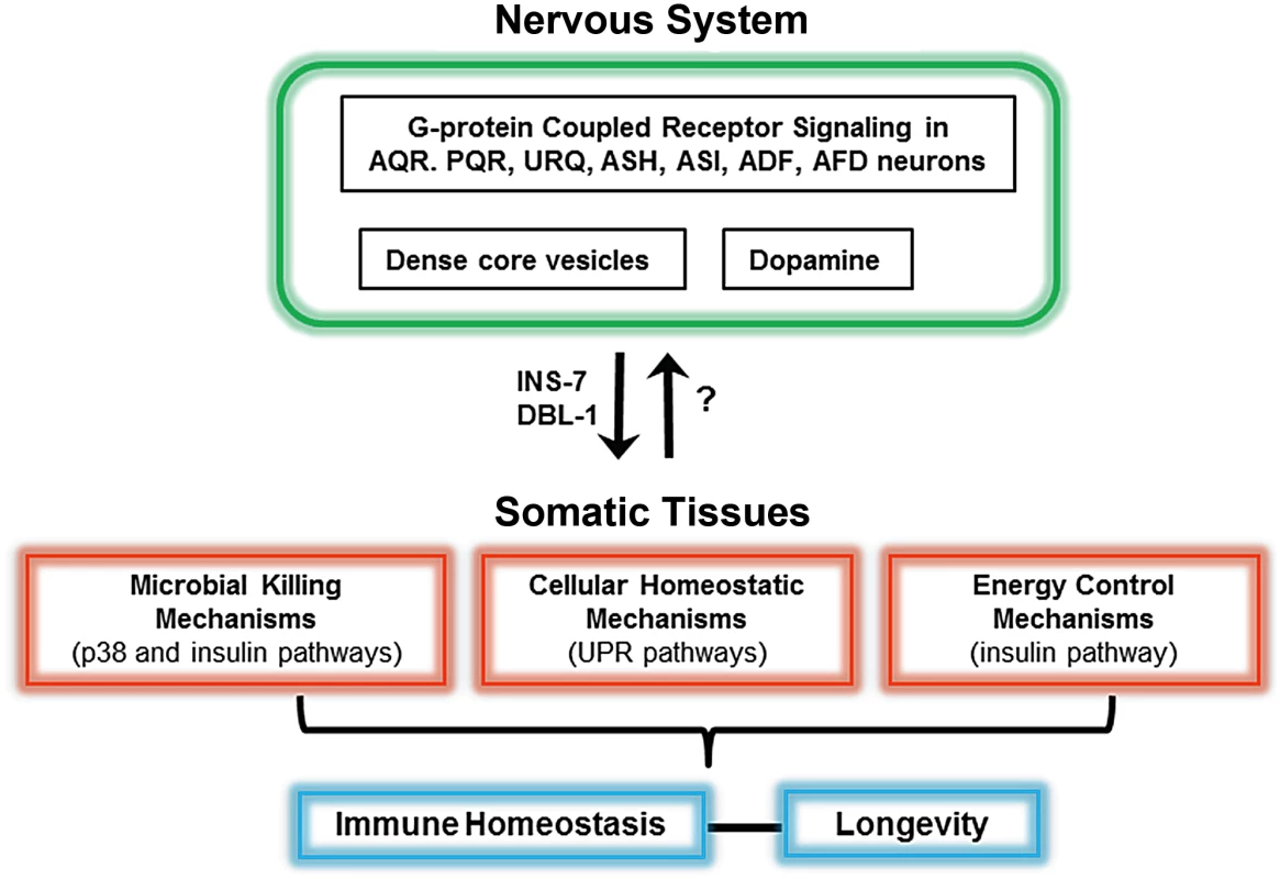 Schematic of the neural control of different pathways required for immunity in <i>C. </i>elegans.