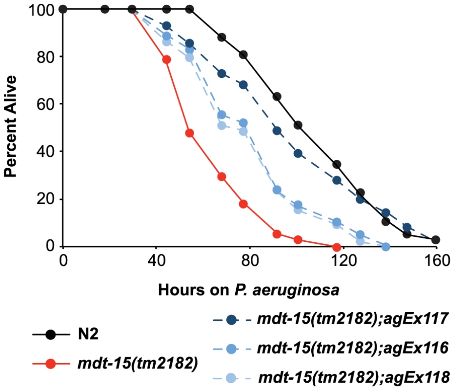 MDT-15 is required for defense against <i>P. aeruginosa</i> infection.
