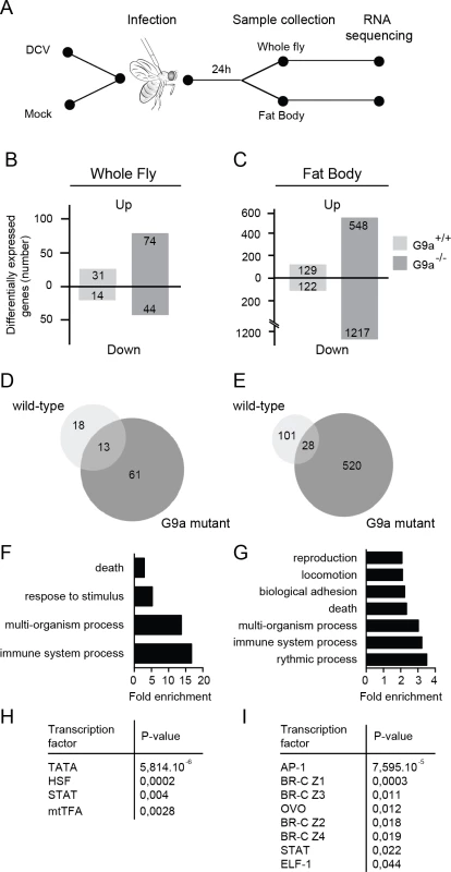 RNA sequencing and transcriptome analysis of wild-type and <i>G9a</i> mutant flies following DCV infection.