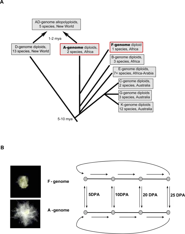 Evolutionary History of Cotton in Relation to the Current Study