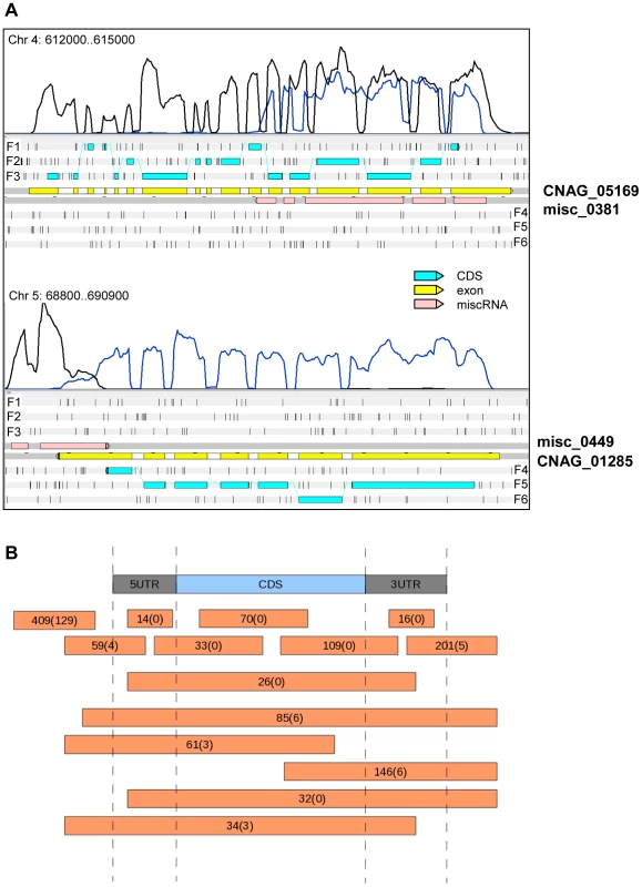 miscRNAs in <i>C. neoformans</i> var. <i>grubii</i>.