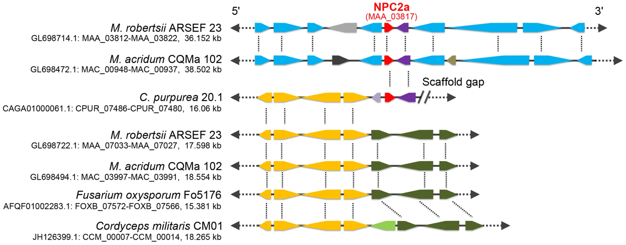 Genomic context of the gene <i>npc2a</i> in <i>M. robertsii</i>, <i>M. acridum</i>, <i>C. purpurea</i>, and 16 other fungi (represented by <i>Fusarium oxysporum</i> and <i>Cordyceps militaris</i>).