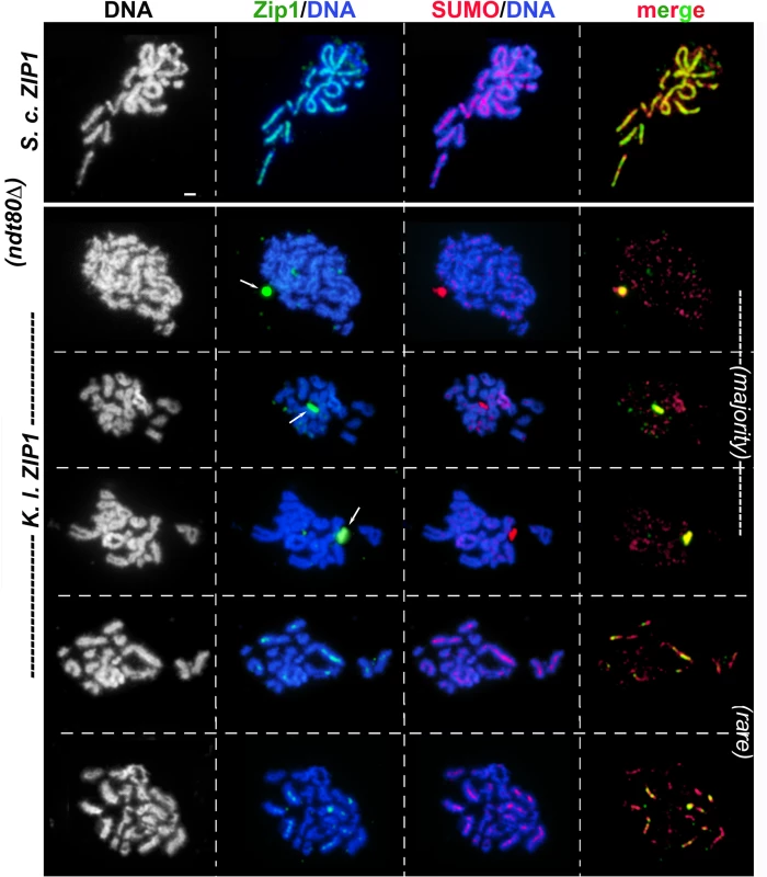 <i>K</i>. <i>lactis</i> Zip1 fails to assemble mature SC on <i>S</i>. <i>cerevisiae</i> meiotic chromosomes.