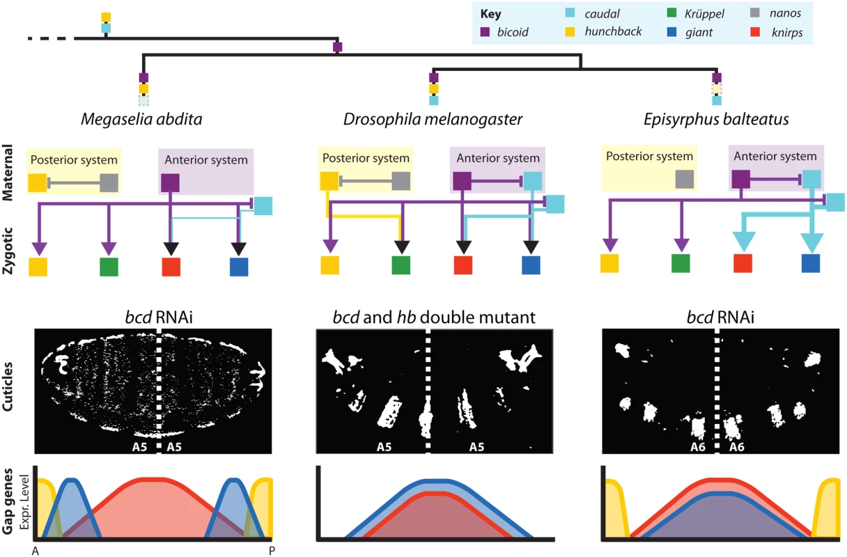 Summary of maternal gene regulatory networks and gap gene expression in embryos with bicaudal phenotypes.