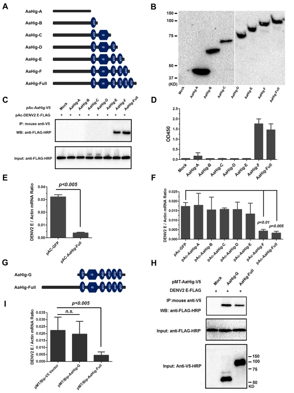 Both the viral interaction and membrane bound of AaHig are essential for the AaHig antiviral activity.