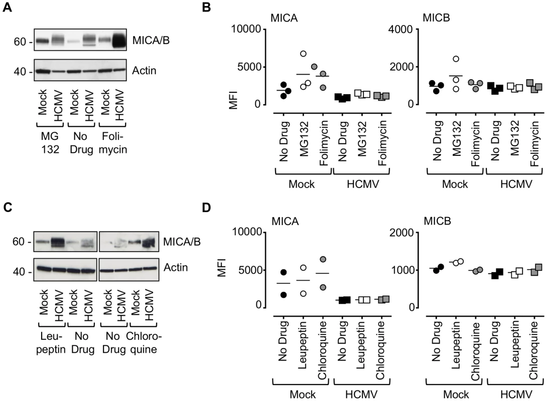 Effect of proteasomal and lysosomal inhibitors on MICA/B degradation by HCMV.
