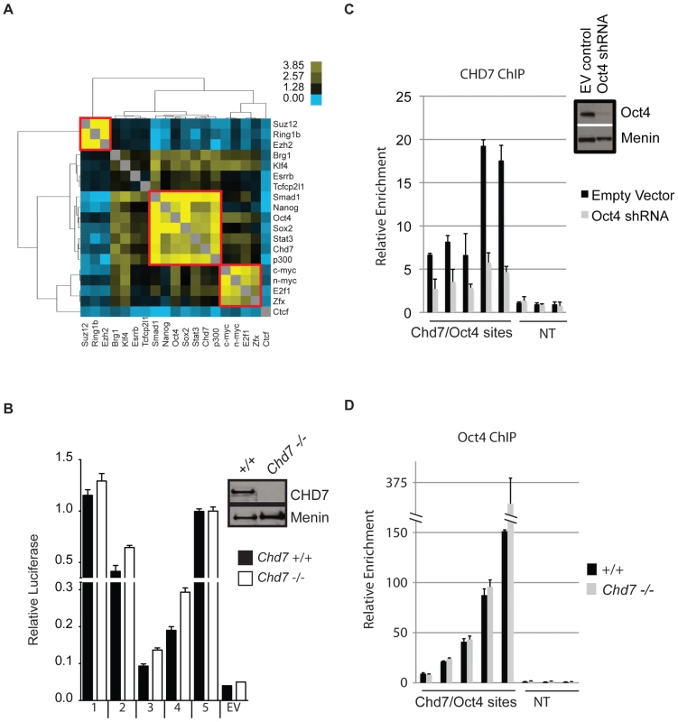 CHD7 co-localizes with core ES cell factors at functional enhancer elements.