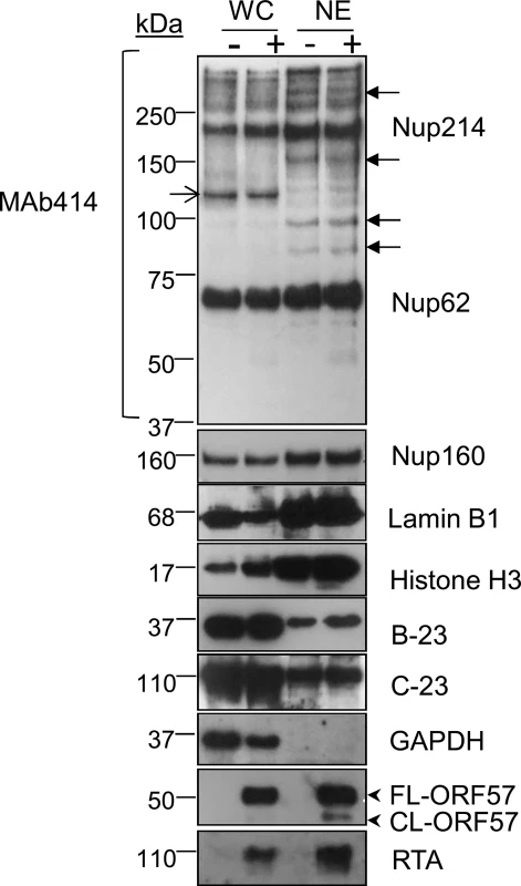 Successful enrichment of the nuclear envelope region and associated KSHV RTCs in HEK-293T rKSHV.219 cells.