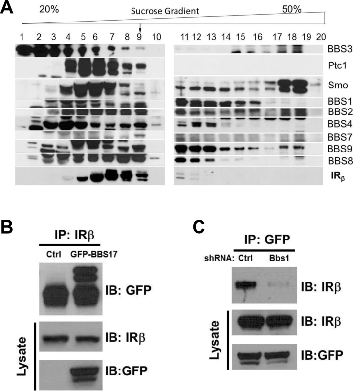 Physical interaction between BBS proteins and IR.
