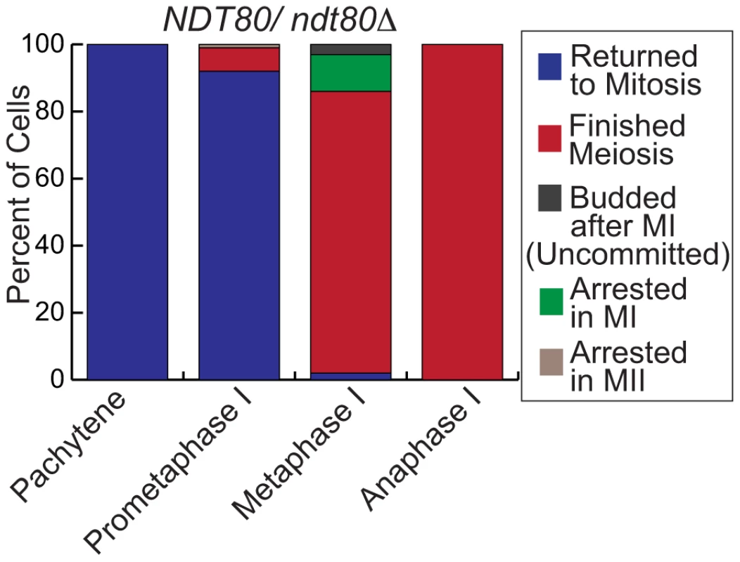 Deletion of one copy of <i>NDT80</i> shifts the meiotic commitment point.