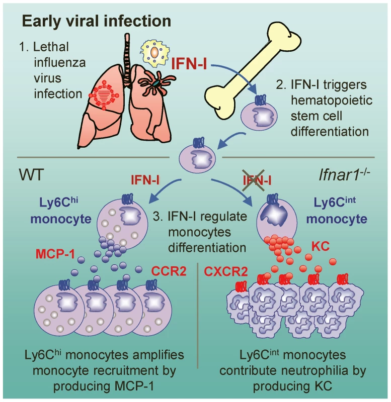 Suggested model for the role of IFN-I on monocyte and neutrophil regulation.