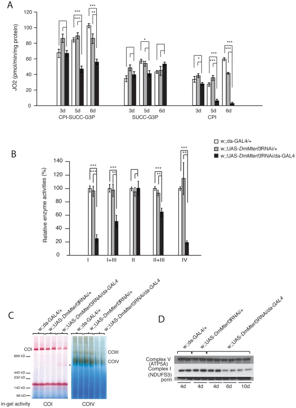 Biochemical measurement of respiratory chain function.