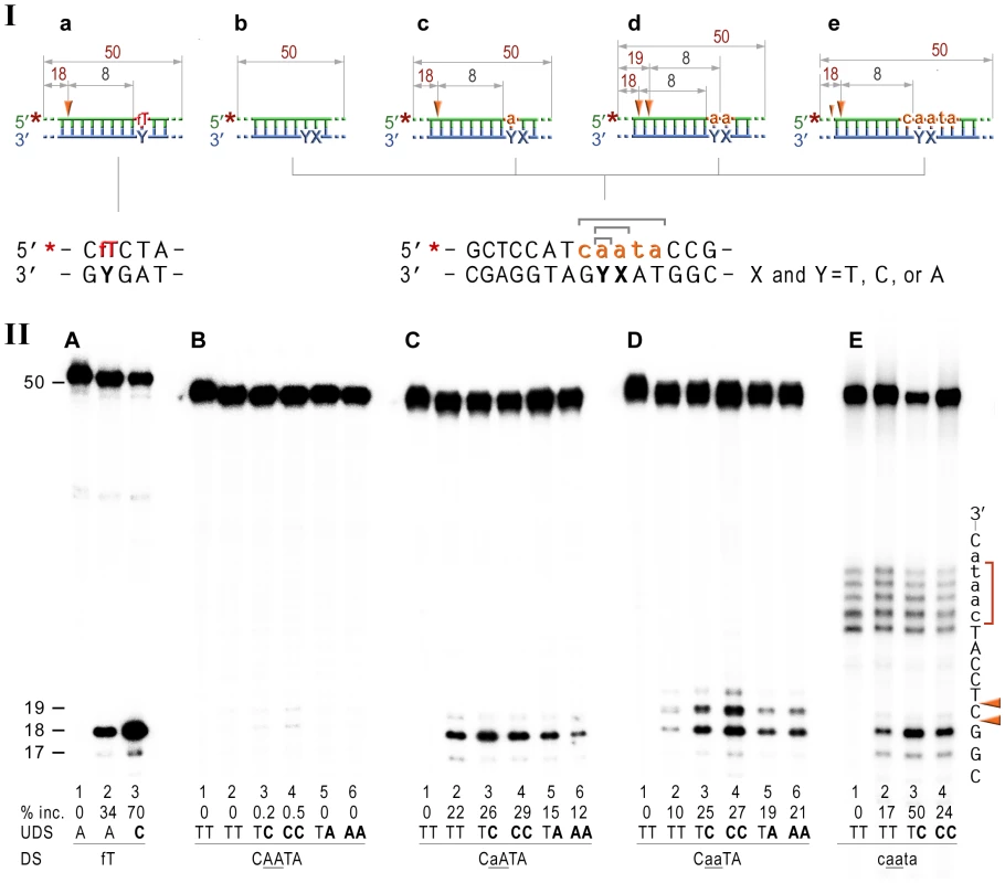 NER cleavage reaction products generated using various DNA-RNA-DNA hybrid substrates.