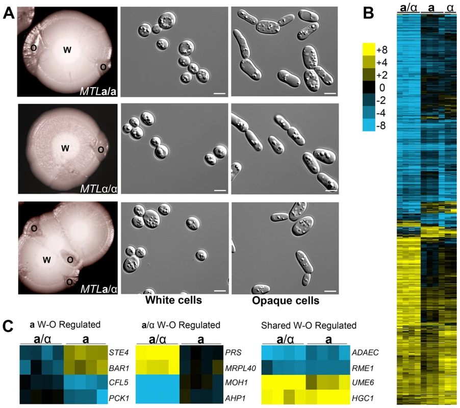 <i>C. tropicalis</i> a/α cells undergo a white-opaque phenotypic switch related to that in a and α cells.