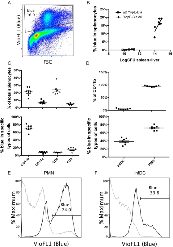 Detection of YopE-TEM1 translocation into different splenocyte populations.