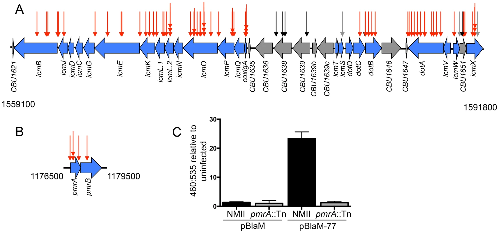 The Dot/Icm system and the PmrAB system are essential for intracellular replication and delivery of <i>C. burnetii</i> effector proteins.