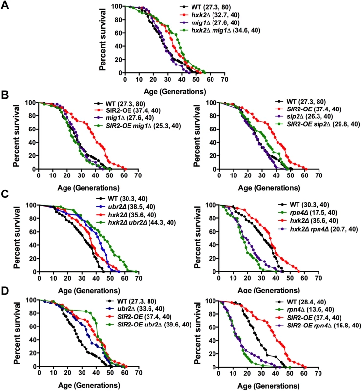Mapping genetic interactions between different aging pathways.