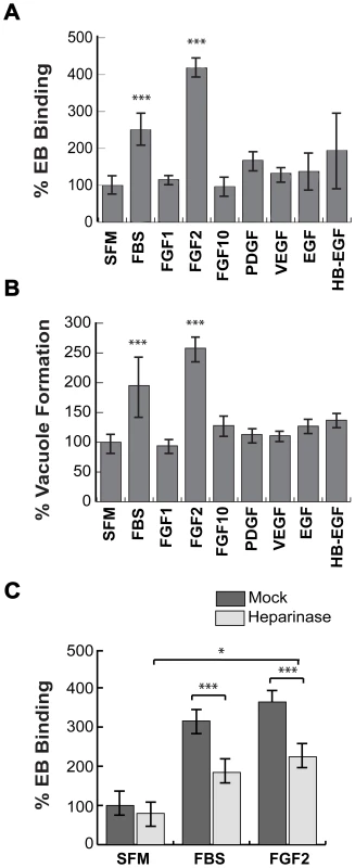 FGF2 stimulates <i>C. trachomatis</i> L2 binding in an HSPG-dependent manner.