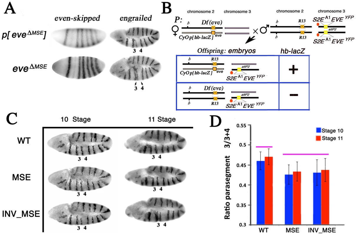 Effect of altered S2Es on Engrailed expression.