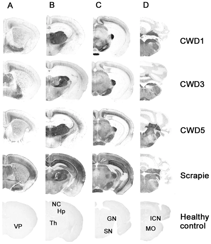 Regional distribution, by PET-blot, of PrP<sup>res</sup> following the third passage of CWD1, CWD3, CWD5 and sheep scrapie in Bv109I.