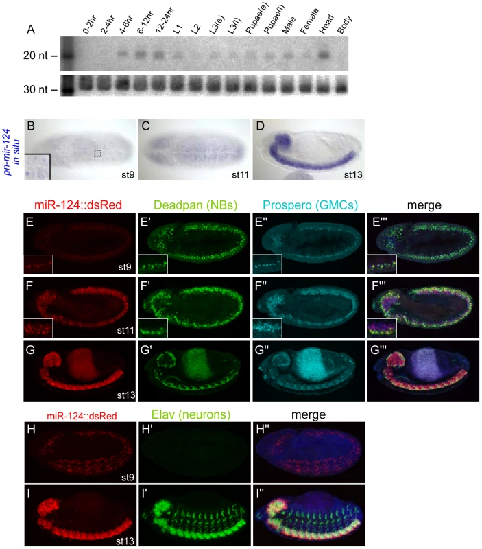 Temporal and spatial expression of <i>Drosophila</i> miR-124.