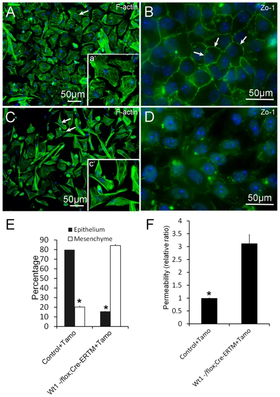 Deletion of <i>Wt1</i> causes morphologic changes and loss of tight junction formation in cultured SCs.