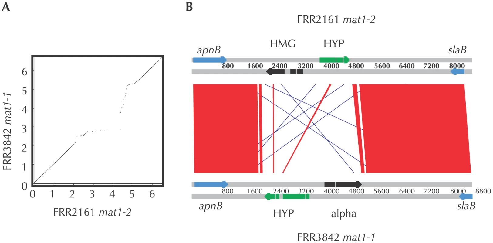 Mating type idiomorph of <i>P. marneffei</i>.