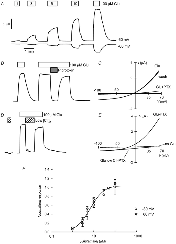 Glutamate-activated picrotoxin-sensitive currents of CrGluClα RNA-injected <i>Xenopus</i> oocytes.