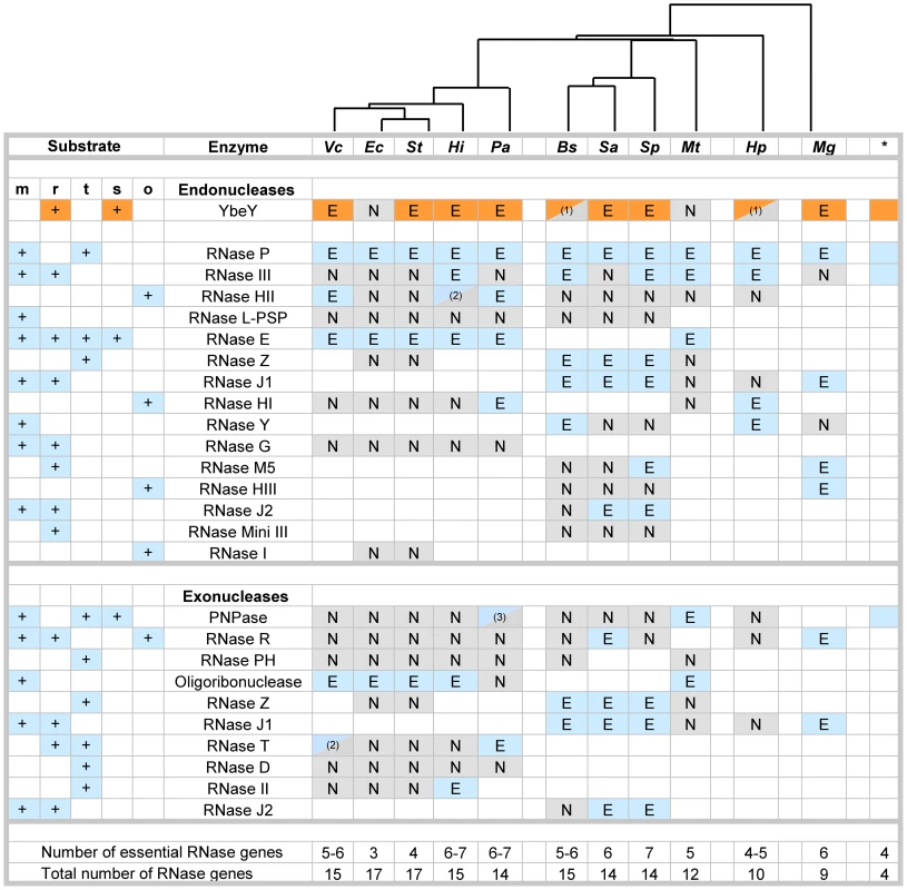 Essential RNases in human pathogens.