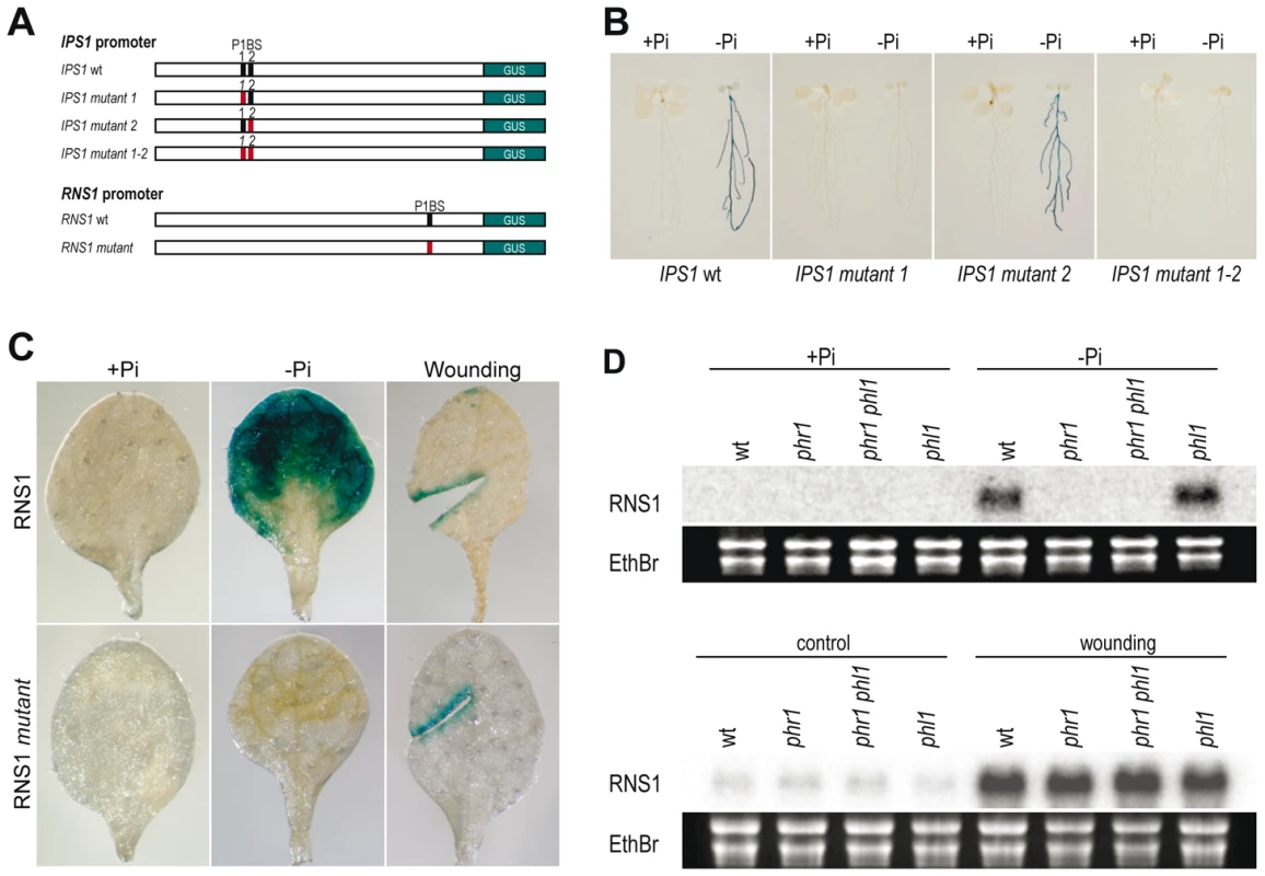 P1BS is a key <i>cis</i>-regulatory motif in Pi starvation responsiveness.