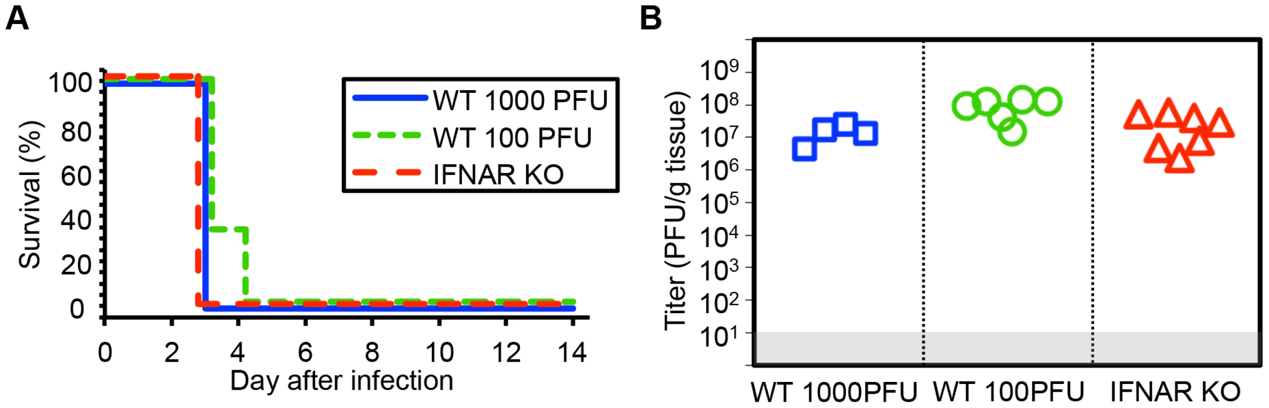 Type I interferon signaling does not alter mortality or control viral replication in the neonatal mouse brain after HSV infection.