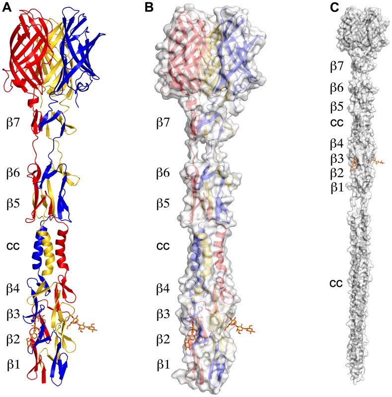 Structure of T3D σ1.