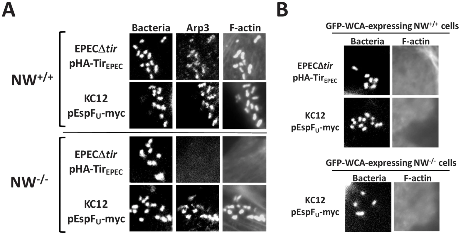 The Arp2/3 complex is critical for actin pedestal formation on N-WASP-deficient cells.