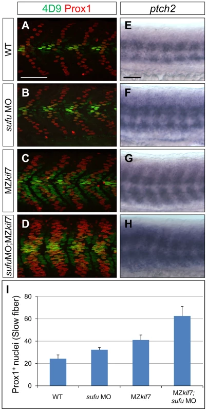 Loss of Sufu further enhances Gli activity in MZ<i>kif7</i> mutants.