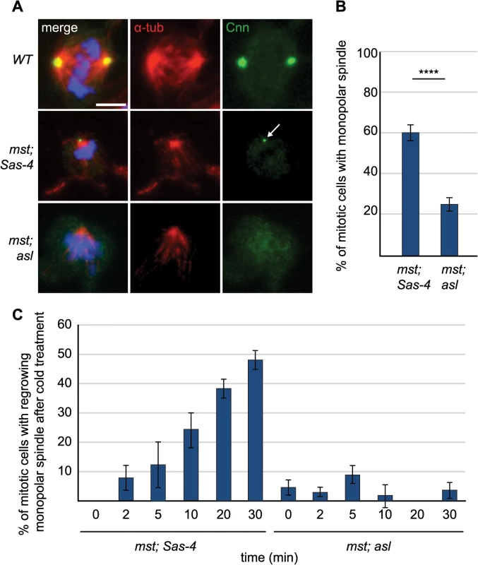 aMTOCs aid formation of monopolar spindles in acentriolar cells that also lack misato.