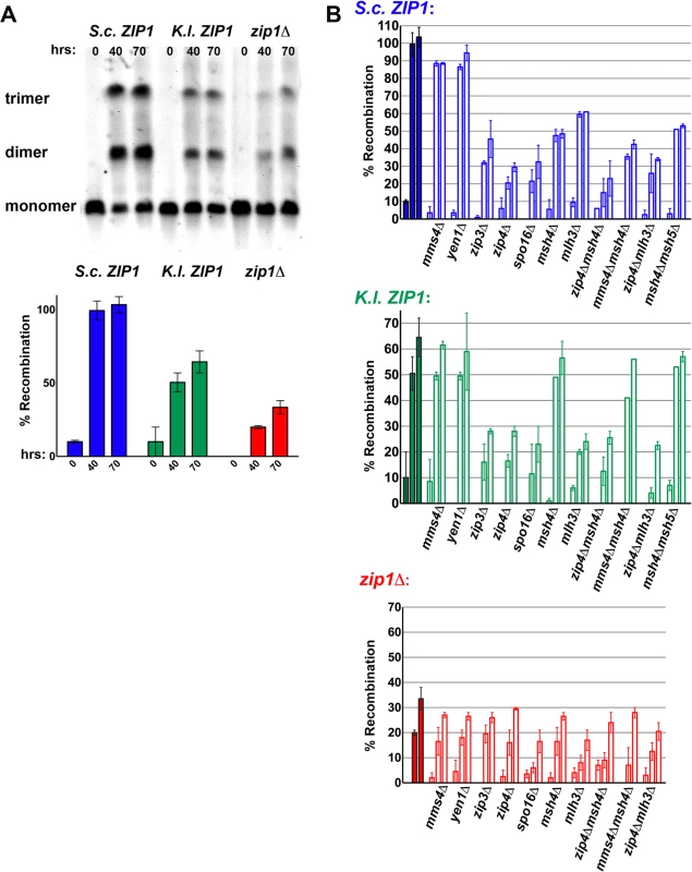 Crossovers mediated by <i>K</i>. <i>lactis</i> Zip1 are dependent on Zip3, Zip4, Spo16 and Mlh3 but independent of Msh4, Msh5 and non-MutSγ-MutLγ crossover pathway components.