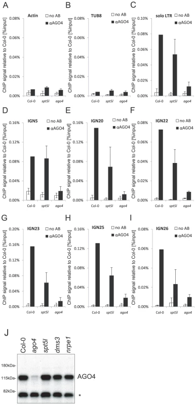 AGO4 can bind chromatin independently of SPT5L.