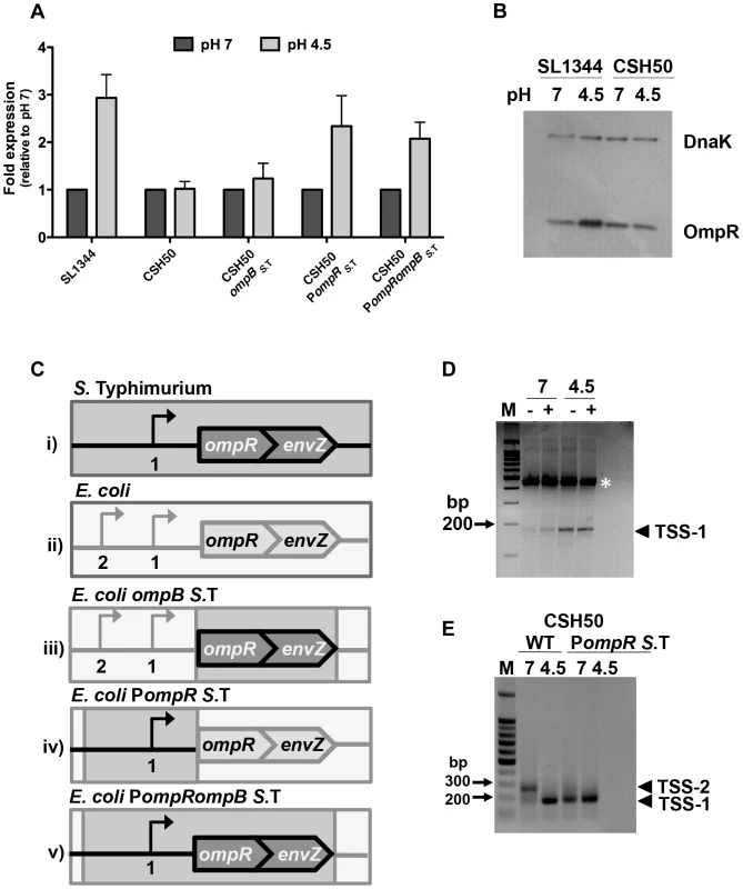 The promoter region is responsible for the pH sensitivity of <i>ompR</i> in <i>S.</i> Typhimurium.