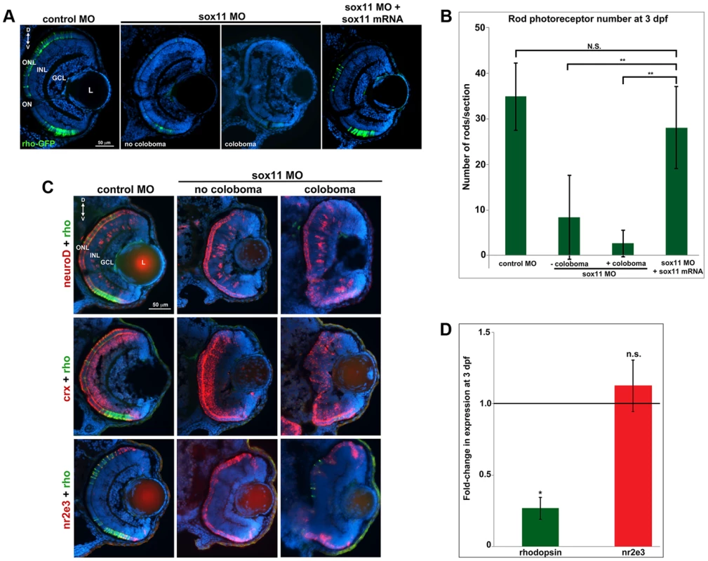 <i>Sox11</i> morphants lack mature rod photoreceptors.