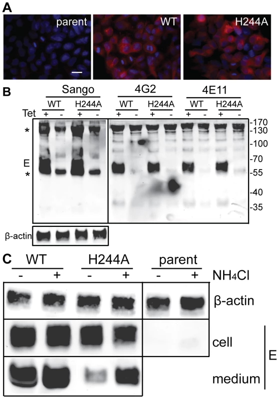 DENV E H244A mutation inhibits release of virus-like particles via a low pH-dependent mechanism.