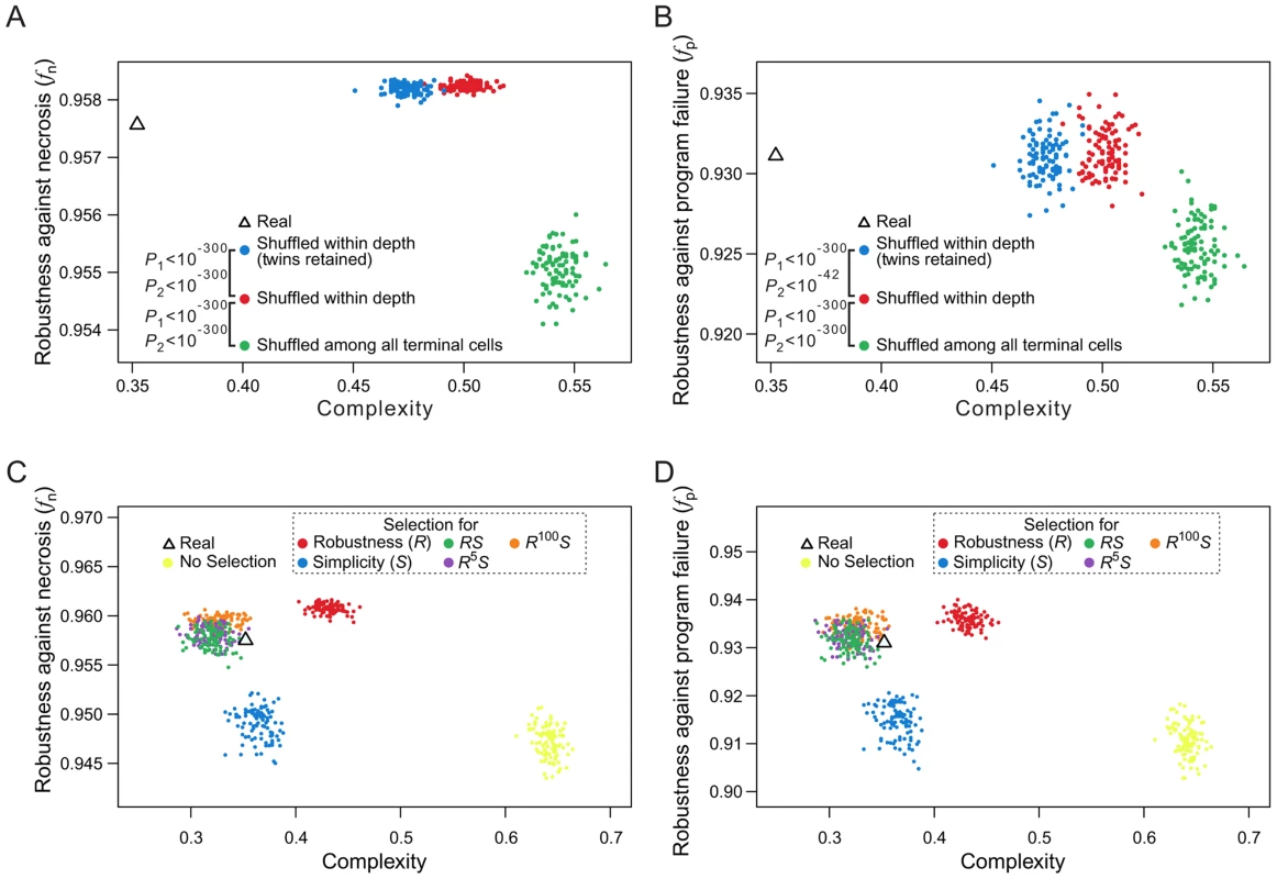 Selection for simplicity cannot explain the robustness of the <i>C. elegans</i> cell lineage.