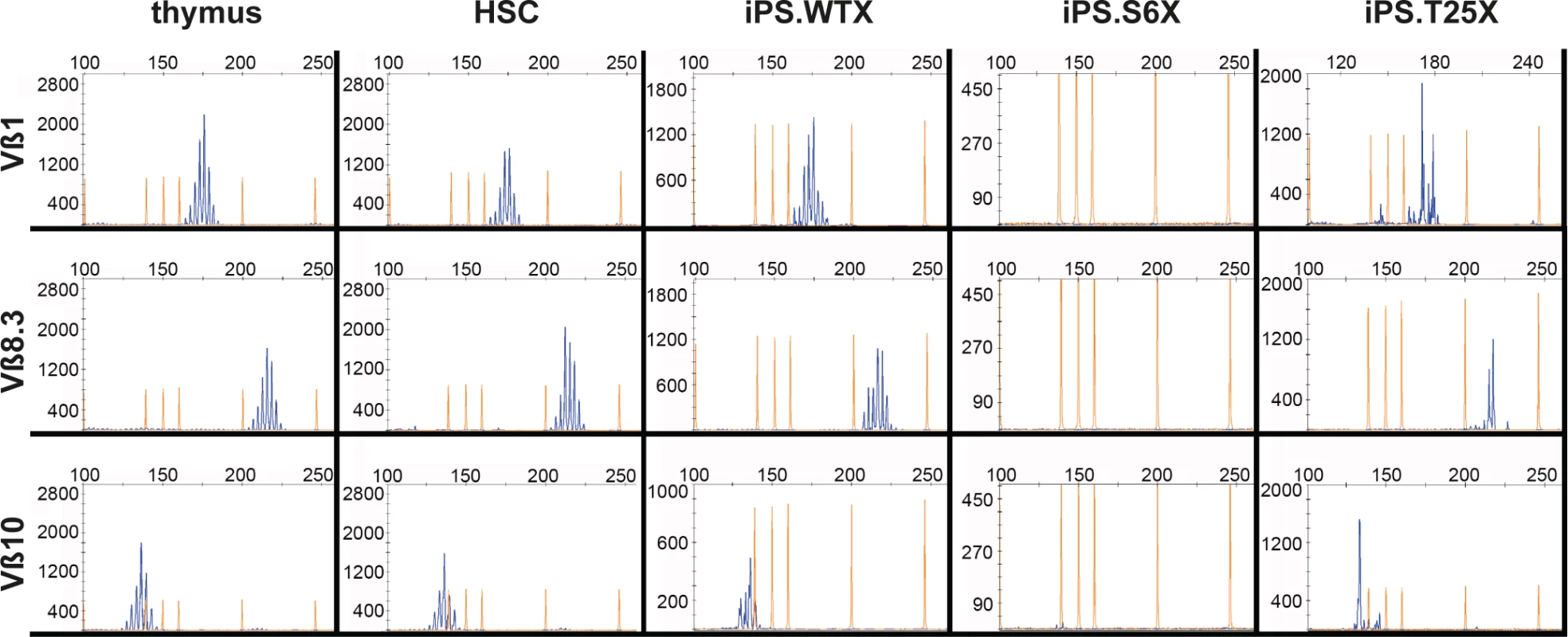 Polyclonal T-cell receptor recombination.