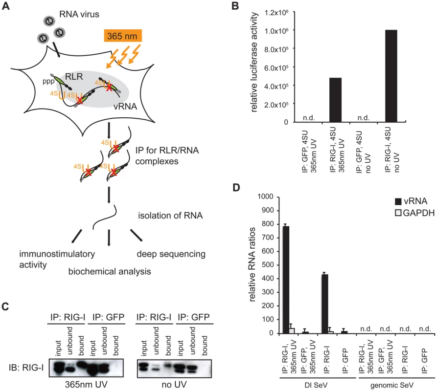 Validation of crosslinking and immunoprecipitation of RLR/RNA complexes from 24 h virus-infected cells.