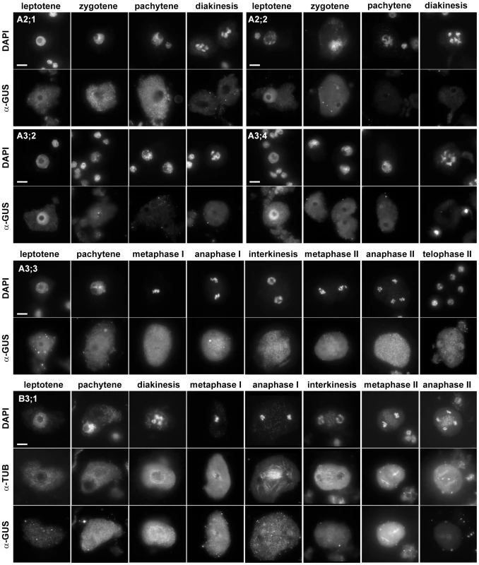 Immunolocalization of CYC:GUS proteins in PMCs.