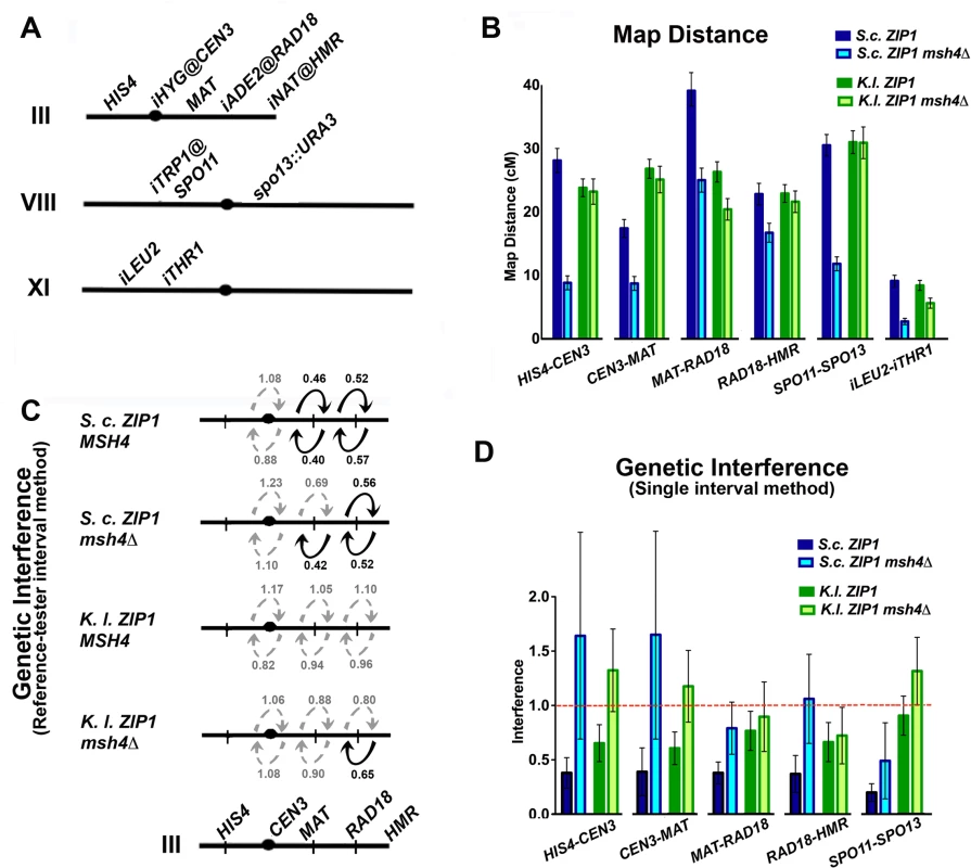 Four-spore viable tetrads from <i>K</i>. <i>l</i>. <i>ZIP1</i> meioses exhibit wild-type crossover levels, largely independent of Msh4, with diminished interference.