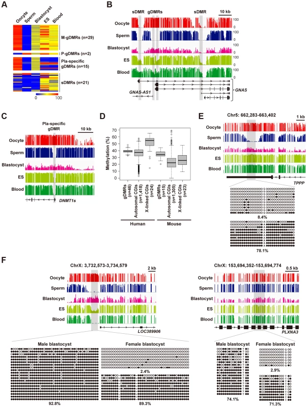 Establishment and maintenance of imprinted DMRs.