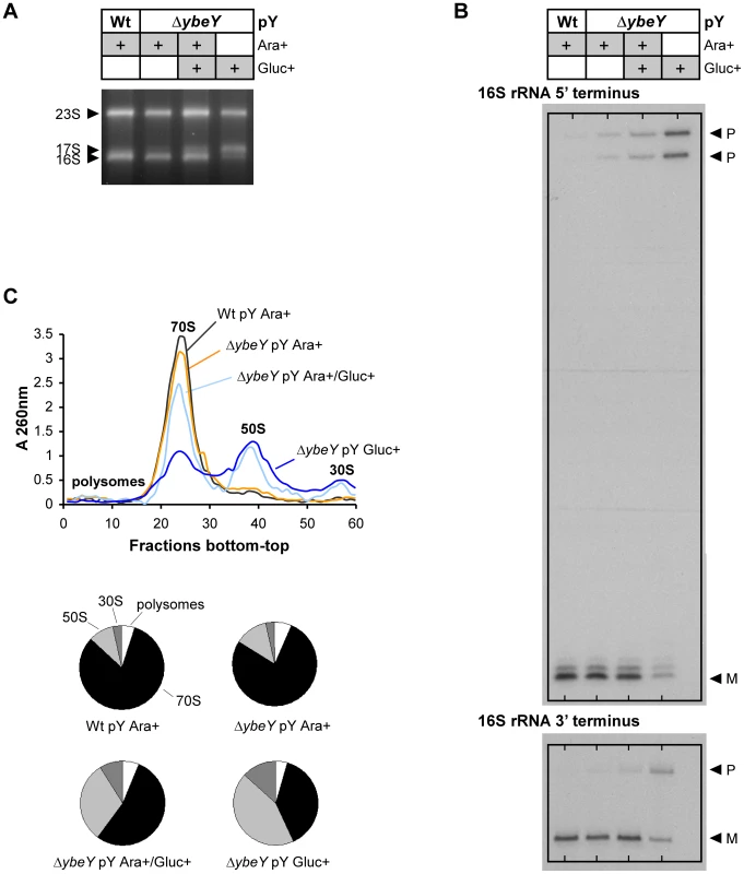 Analysis of rRNA and ribosome profiles in <i>V. cholerae</i> Δ<i>ybeY</i>.