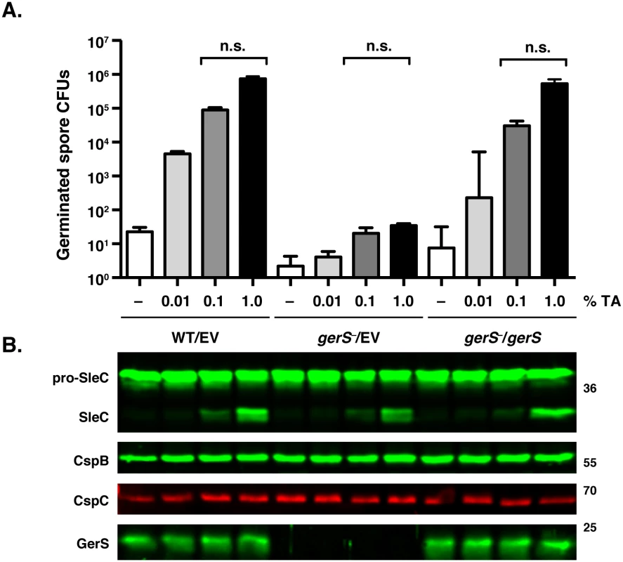 <i>gerS</i><sup>−</sup> spores process pro-SleC in response to germinant.